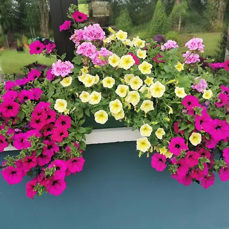 Panzió The Ferris Wheel